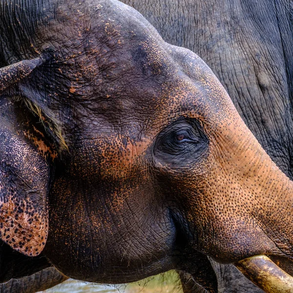 Tête d'éléphant en gros plan — Photo