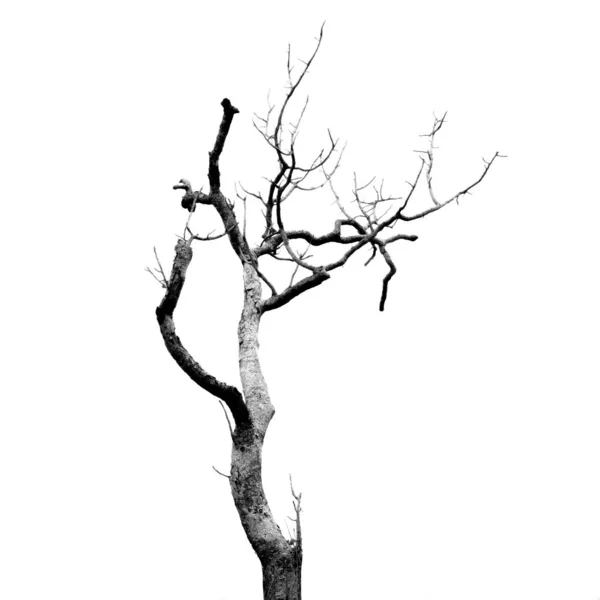 Mrtvý strom bez listí — Stock fotografie
