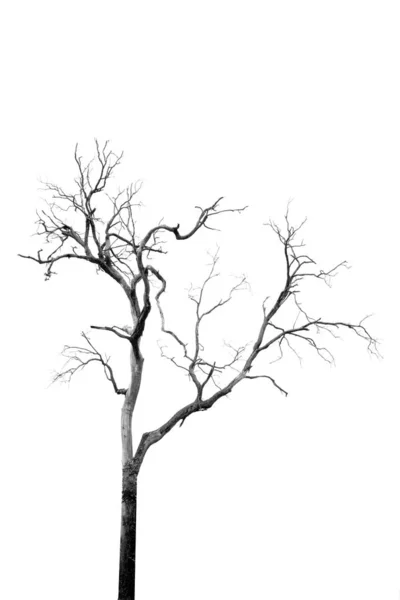 Мертве дерево без листя — стокове фото