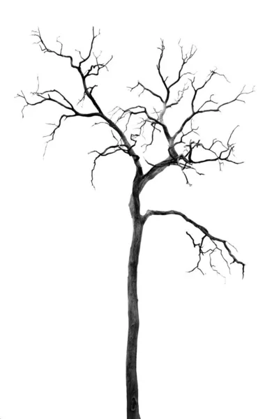 Dead Tree without Leaves — Stock Photo, Image