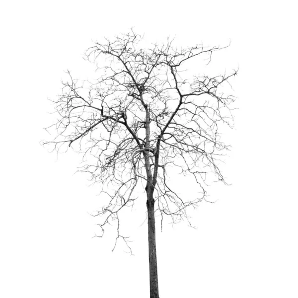 Ölü ağaç yaprakları olmadan — Stok fotoğraf
