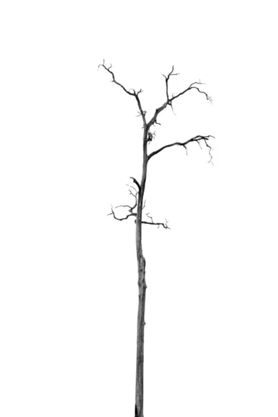 Dead Tree without Leaves — Stock Photo, Image