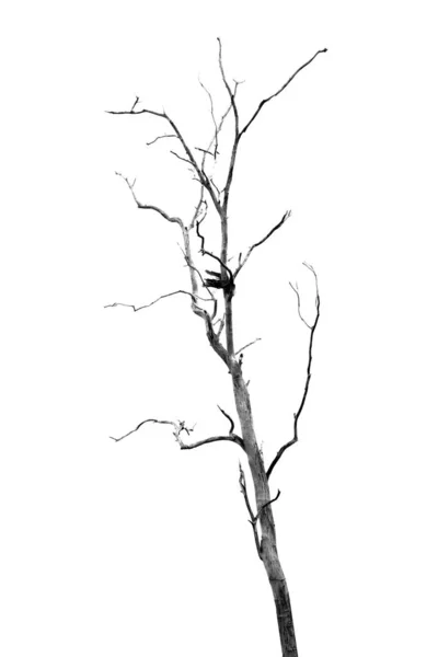 Árvore morta sem folhas — Fotografia de Stock