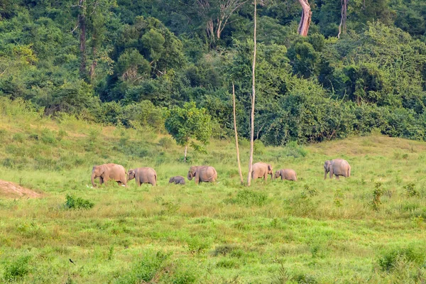 Siete elefantes en el bosque — Foto de Stock