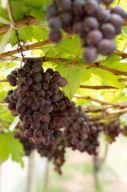 bahçede taze üzüm