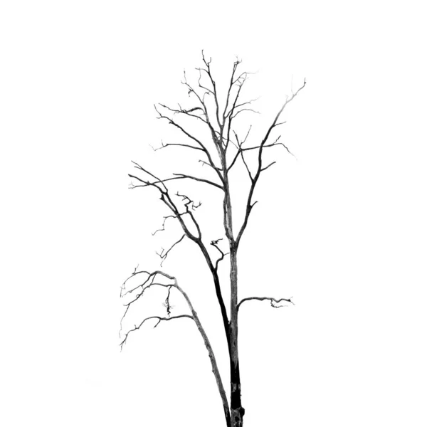 Halott fa levelek nélkül, fehér — Stock Fotó