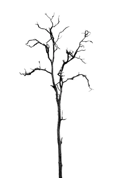 Död träd utan löv på vitt — Stockfoto