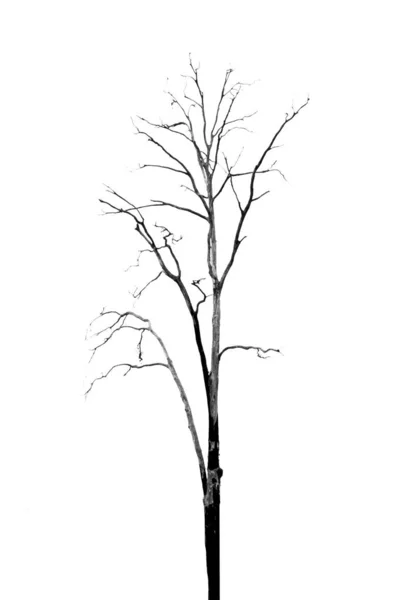 Toter Baum ohne Blätter auf weißem Grund — Stockfoto
