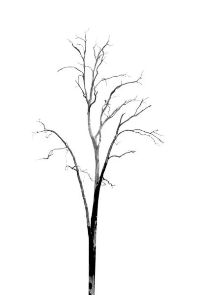 Dead Tree without Leaves on white — Stock Photo, Image