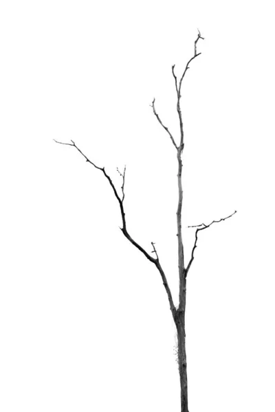 Árbol muerto sin hojas en blanco —  Fotos de Stock