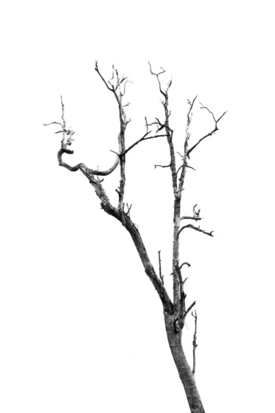 Toter Baum ohne Blätter auf weißem Grund — Stockfoto