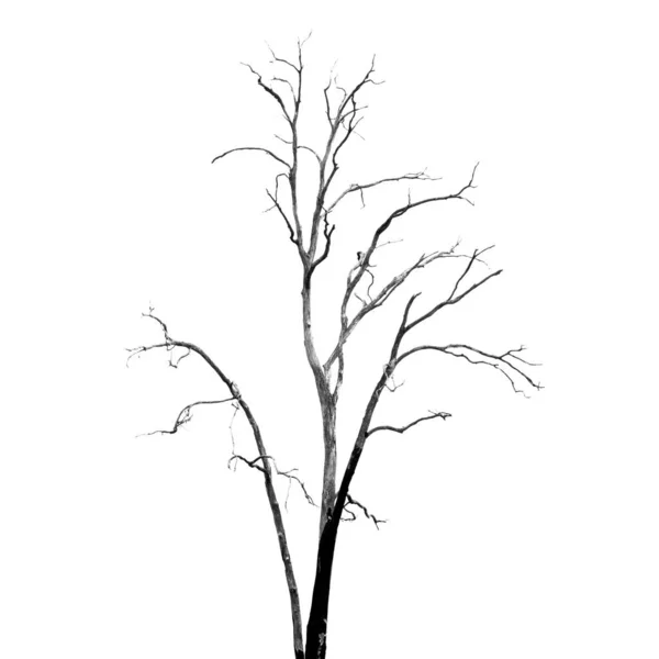 Död träd utan löv på vitt Stockbild