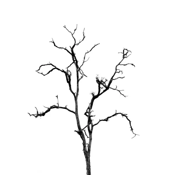 Albero morto senza foglie su bianco — Foto Stock