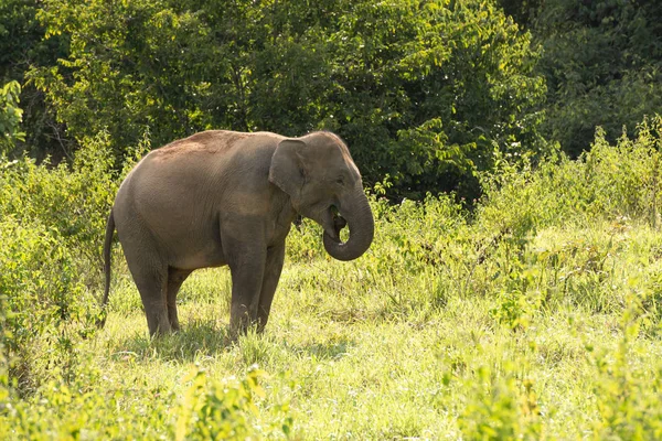 Un éléphant dans la forêt — Photo