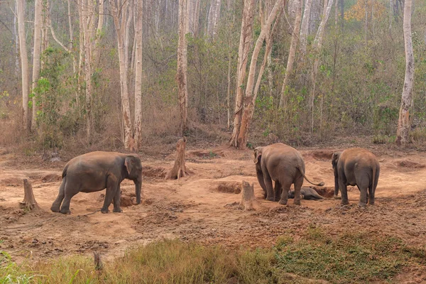 숲속의 코끼리 4마리 — 스톡 사진