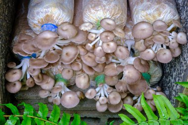 kavak pulmonarius mantar