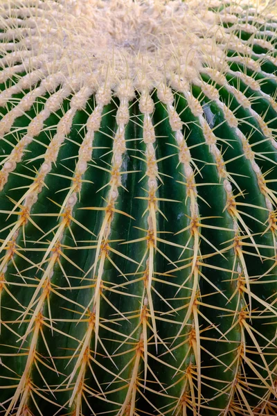 Spina Cactus Texture Sfondo — Foto Stock