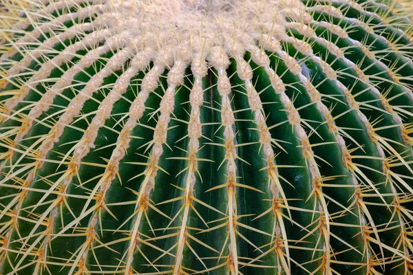 Spina cactus texture sfondo — Foto Stock