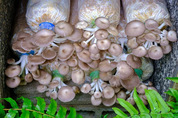 Pleurotus pulmonarius гриб — стокове фото