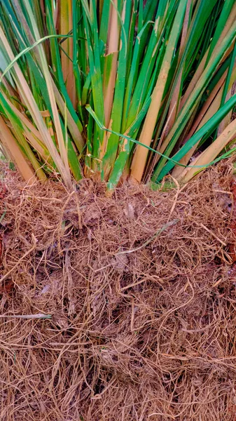 La racine de l'herbe vétiver dans le sol Photo De Stock