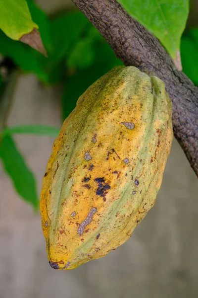 fresh cocoa on the tree