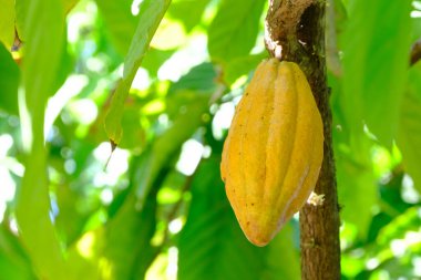 Ağaçtaki taze kakao.