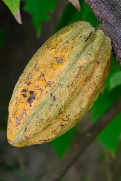 Fresh Cocoa Tree — Stock Photo, Image