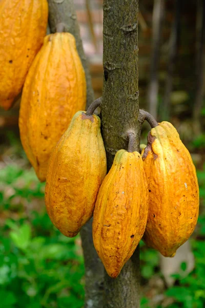 Cacao Fresco Árbol Imagen de stock