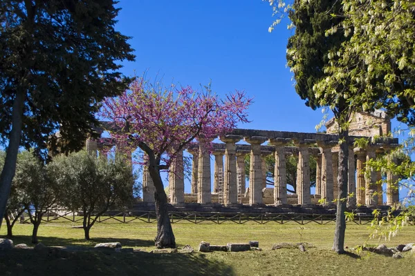 Atena Templet, Paestum - Stock-foto