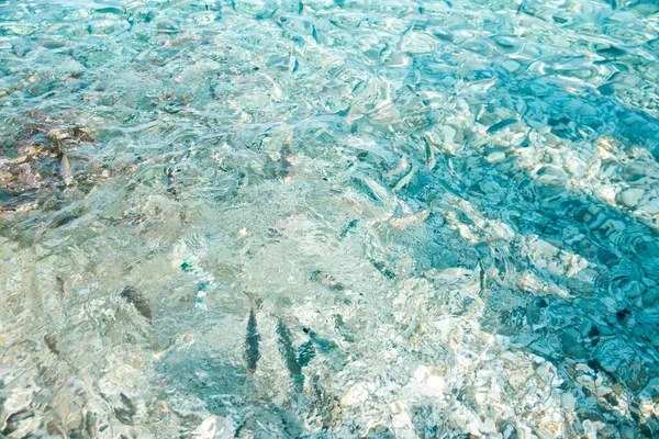 Sacco Pesci Nel Mare Vicino Alla Costa — Foto Stock
