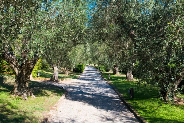 Details Avenue Olive Trees — Stock Photo, Image