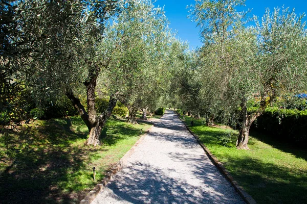 Details Avenue Olive Trees — Stock Photo, Image