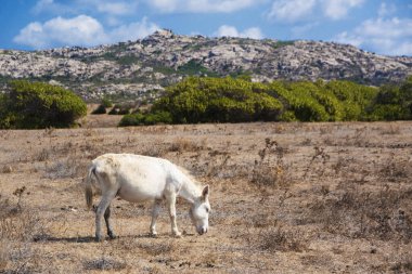 İtalya, Sardunya 'daki Asinara adasında tipik beyaz eşek.