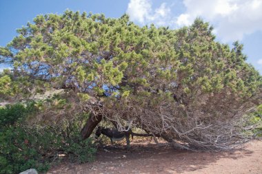 İtalya, Sardinya 'daki Asinara adasında tipik bir eşek.