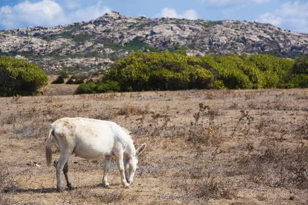 İtalya, Sardunya 'daki Asinara adasında tipik beyaz eşek.