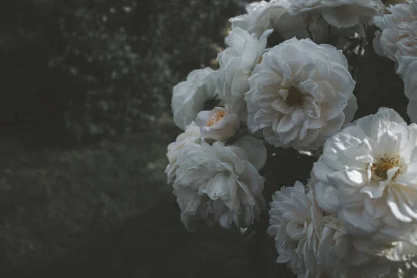 White flower peony flowering in peonies garden. Nature.