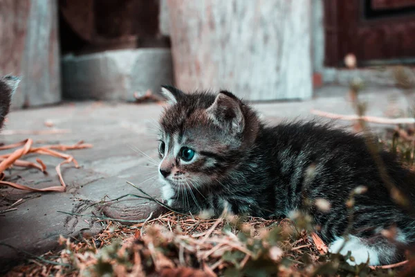 Cute Lying Shorthair Kitten — Stock Photo, Image