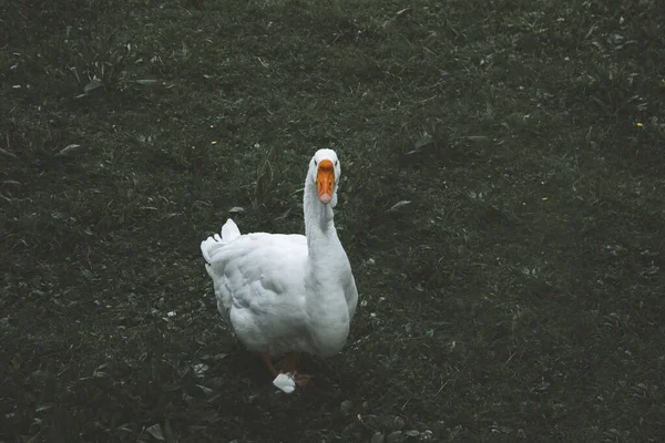 Oie Blanche Dans Champ — Photo