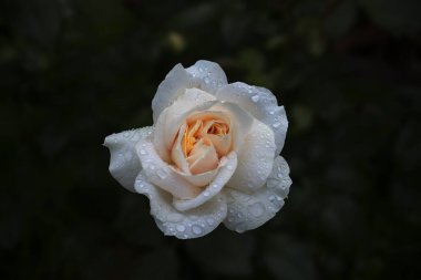 Yeşil arka planda sarı merkezli beyaz bir gül. Yaz fotoğrafçılığı