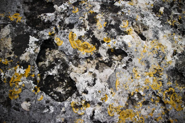 Photographic representation of the damaging effects of mold on a wall