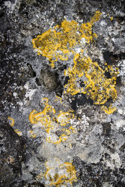 Fotografische Darstellung Der Schädlichen Auswirkungen Von Schimmel Auf Eine Wand — Stockfoto