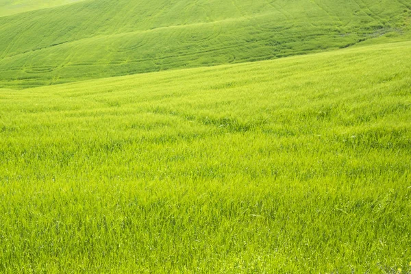 Vue Dégagée Sur Campagne Jeunes Blés Verts Mûrs — Photo