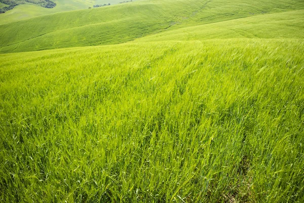 Vista Campo Aberta Amadurecimento Trigo Jovem Verde — Fotografia de Stock