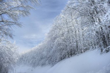 Güneşli bir günde karlı bir ormanın görünümü