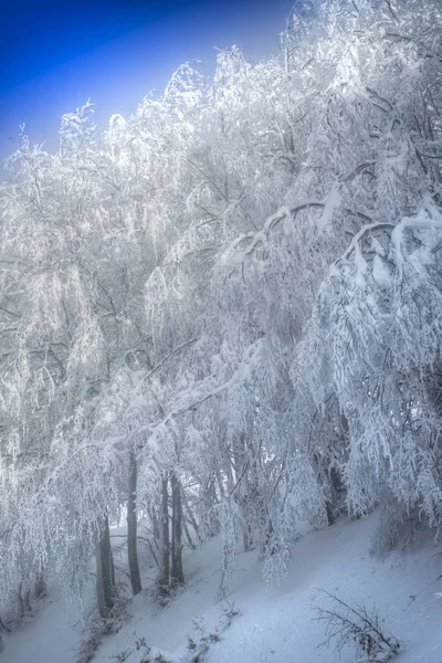 Θέα Ένα Χιονισμένο Δάσος Μια Ηλιόλουστη Ημέρα — Φωτογραφία Αρχείου