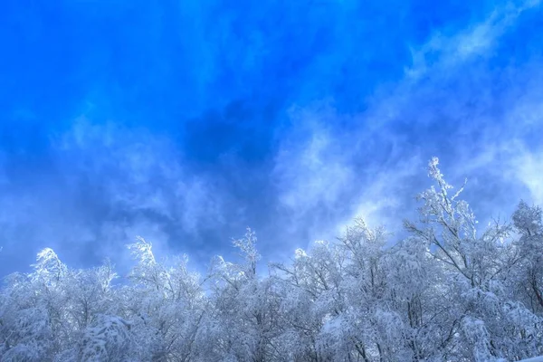 Vue Une Forêt Enneigée Par Une Journée Ensoleillée — Photo