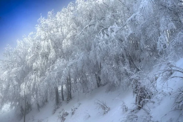 Vue Une Forêt Enneigée Par Une Journée Ensoleillée — Photo