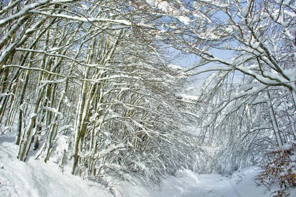 森で完全に雪に覆われた道路の冬景色 — ストック写真