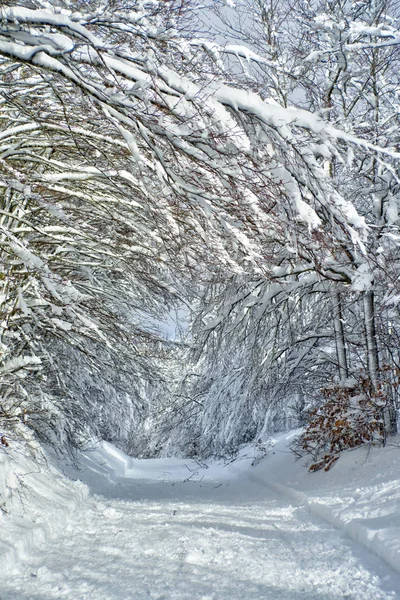 Kış Görünümü Tamamen Karla Kaplı Bir Yolun Ormanın Içinde — Stok fotoğraf