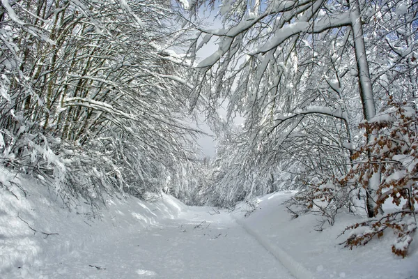 Kış Görünümü Tamamen Karla Kaplı Bir Yolun Ormanın Içinde — Stok fotoğraf